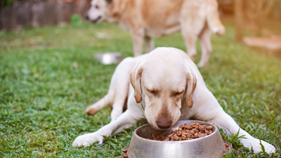 10 alimentos prohibidos para perros
